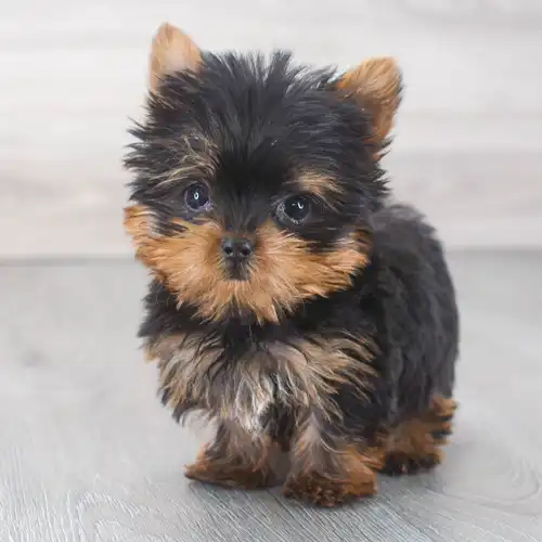 Yorkshire terrier 